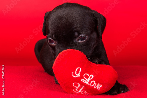 Black male American Staffordshire Terrier dog or AmStaff puppy with red heart on red background