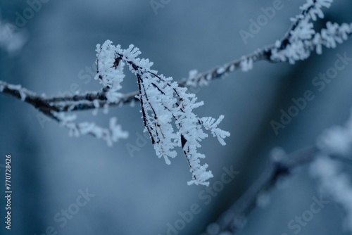 Close-up of a tree branch covered in hoar frost resembling snow