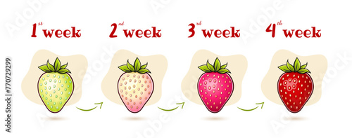 Garden berries and the time stages of their ripening. Infographics about the ripening period of strawberries.
