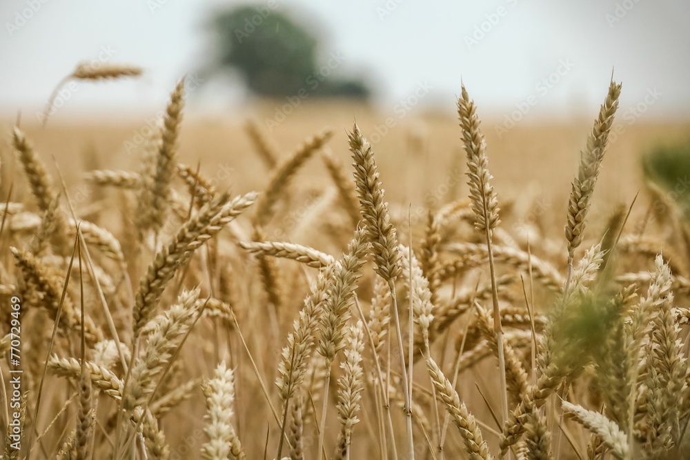 Closeup shot of brown wheat growing on a farm field Closeup shot of brown wheat growing on a farm field