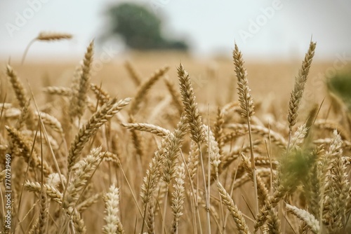 Closeup shot of brown wheat growing on a farm field