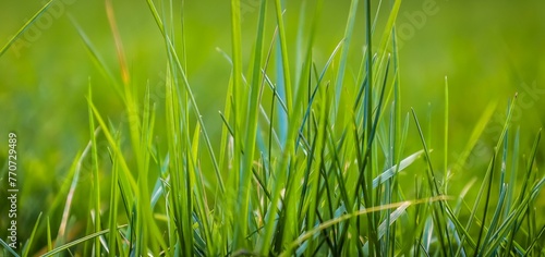 Vibrant closeup of lush, verdant grass growing in a field