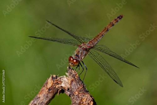 Macro of a dragonfly perched on a branch against a lush green backdrop