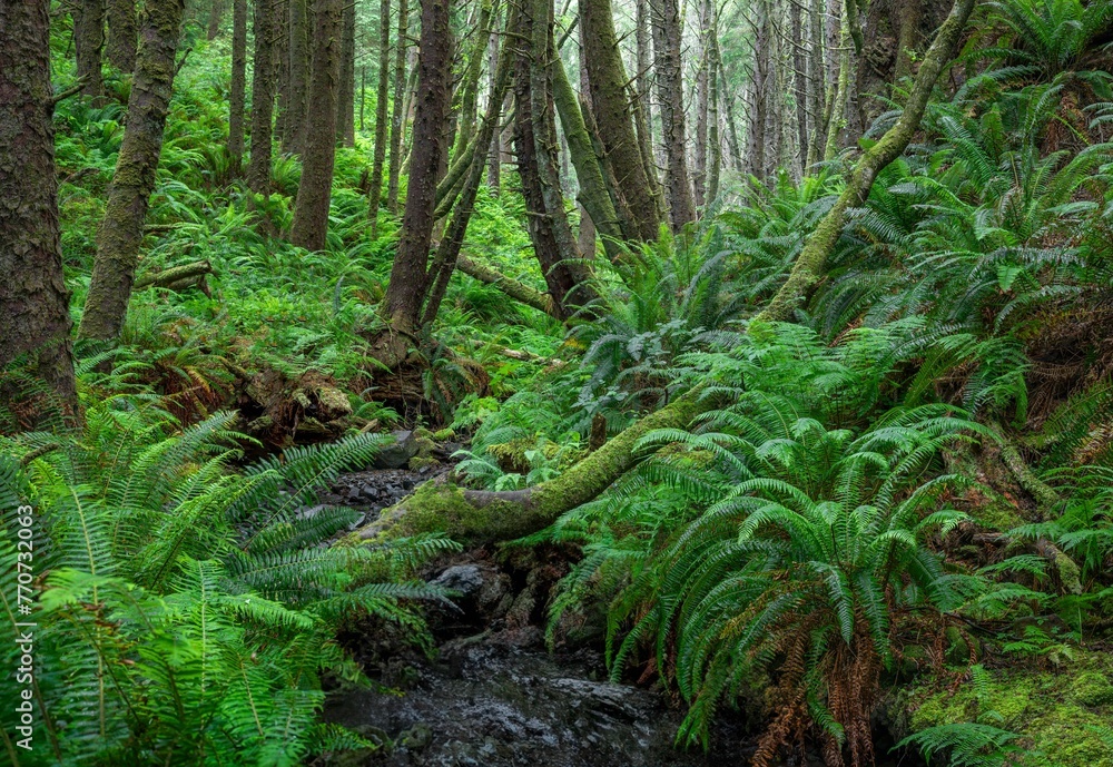 Mossy woodlands with ferns on the Oregon coast. Mossy woodlands with ferns on the Oregon coast.
