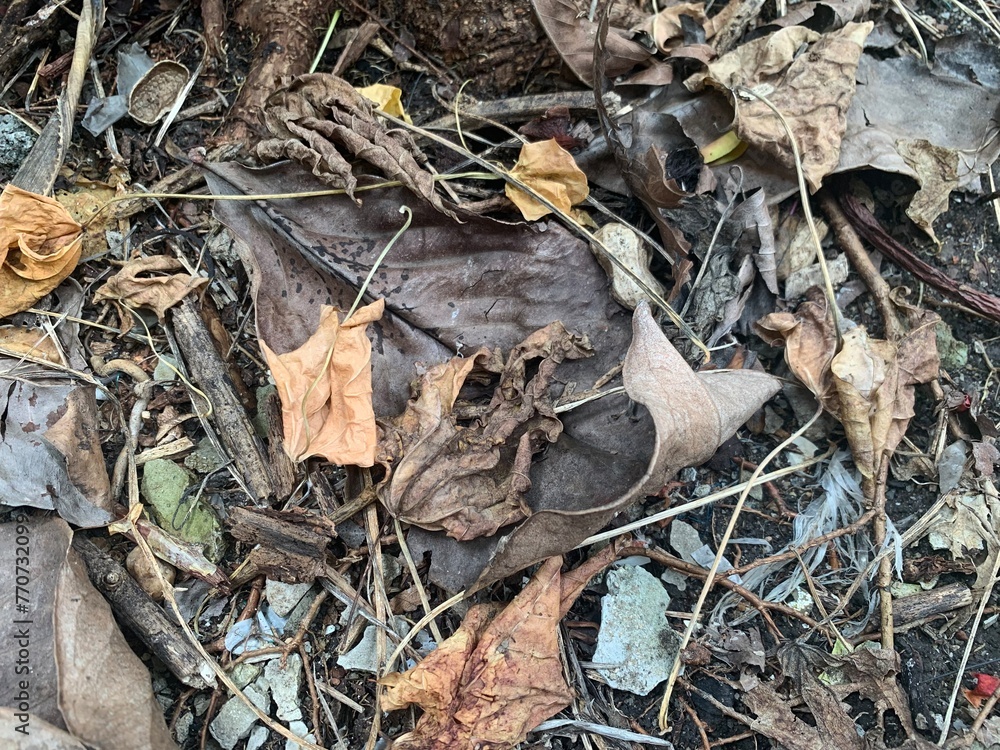 close up of leaves on the ground, The ground contained logs, dry leaves, and dirt in the forest close up of leaves on the ground, The ground contained logs, dry leaves, and dirt in the forest