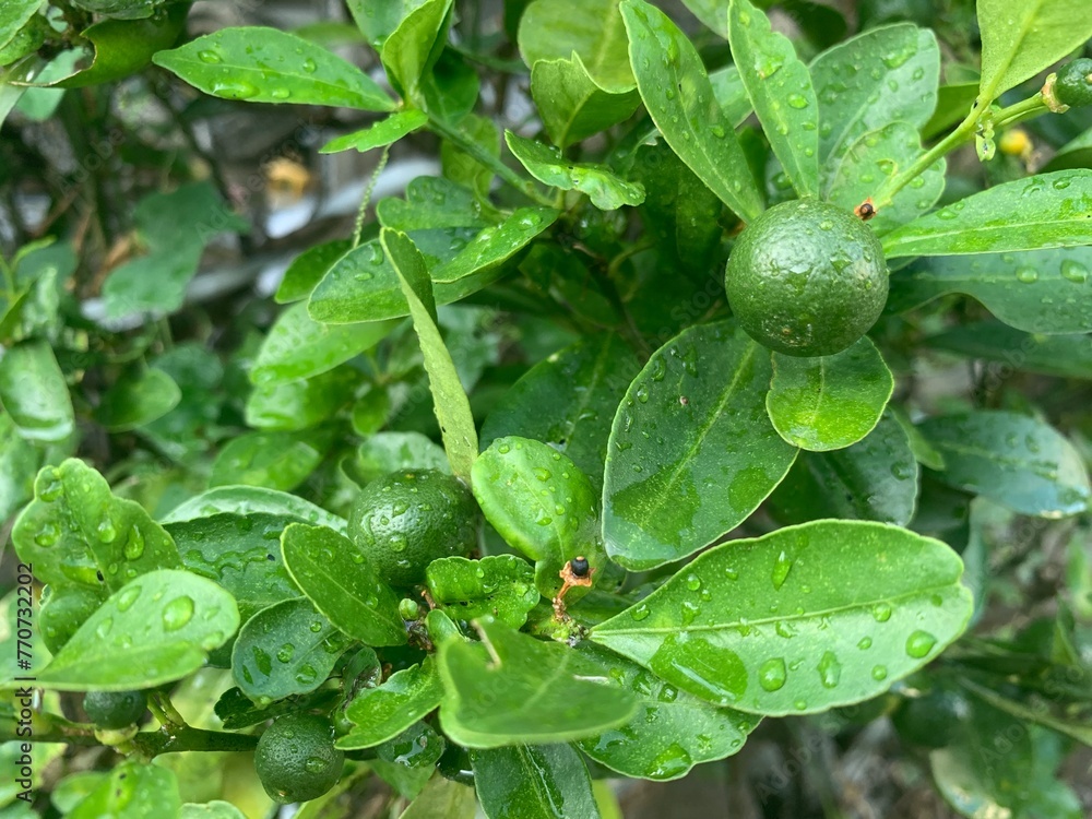 Kumquat, a small orange with a very sour taste. Young green fruit on an orange tree
Kumquat, a small orange with a very sour taste. Young green fruit on an orange tree