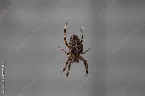 Closeup of a spider perched on its web
