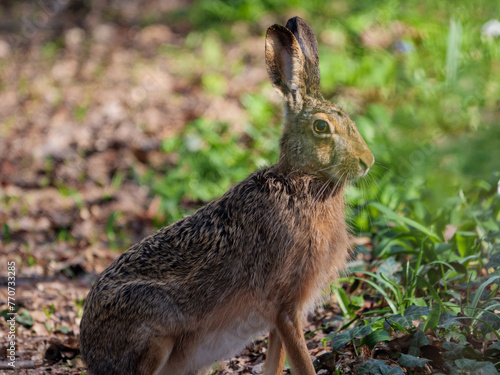 European Brown Hare sitting in a forest clearing during early spring