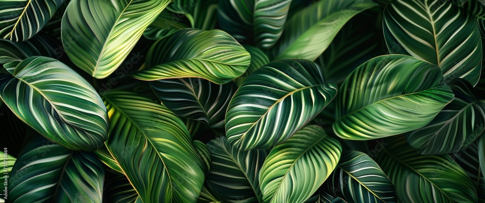 3d wallpaper white and green leaves, monstera leaf background wall art print, wallpaper design for interior mural painting, tropical plant texture, nature wall art 3d wallpaper white and green leaves, monstera leaf background wall art print, wallpaper design for interior mural painting, tropical plant texture, nature wall art