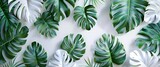 3d wallpaper white and green leaves, monstera leaf background wall art print, wallpaper design for interior mural painting, tropical plant texture, nature wall art