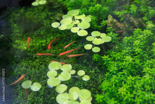 Wallpaper Mural ビオトープ、豊富な水草のある屋外メダカ水槽 Torontodigital.ca