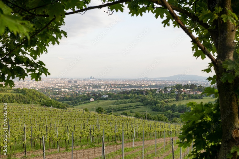 Breathtaking view of a vibrant vineyard landscape with Vienna in the background