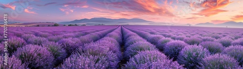 Gentle zephyr over a lavender field photo