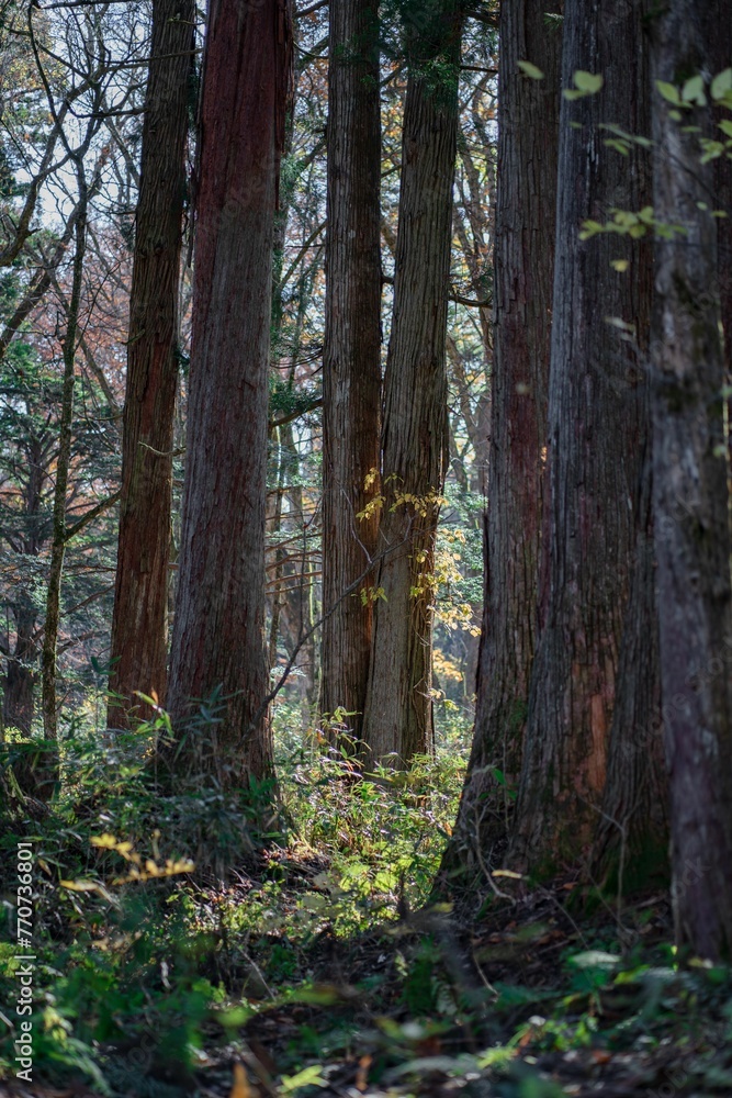 Obraz premium Dense trees in a forest