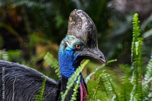 Southern cassowary perched atop a bed of green grass and shrubs, basking in the warm sunlight photo