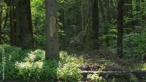 Wallpaper Mural Footage of trees trunks with green plants in a forest landscape with sunlight Torontodigital.ca