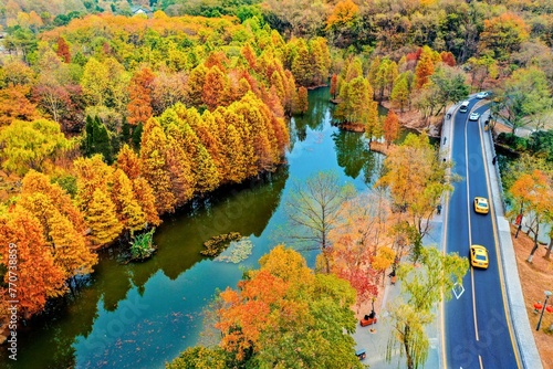 Scenic view of golden paulownia trees and roads in autumn in Nanjing, Jiangsu Province, China. photo