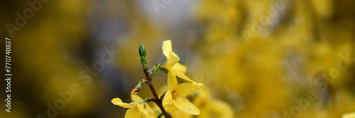 Wallpaper Mural Wunderschön kunstvolles Web Banner in Blütenpracht mit verschwommenem frischem Frühlings-Hintergrund und Platz für Text Torontodigital.ca