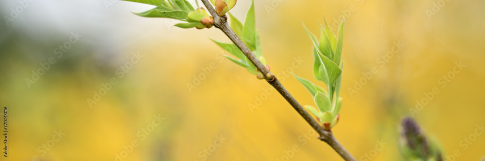 Lila Flieder Ast vor schönem Garten Hintergrund mit Textfreiraum Lila Flieder Ast vor schönem Garten Hintergrund mit Textfreiraum