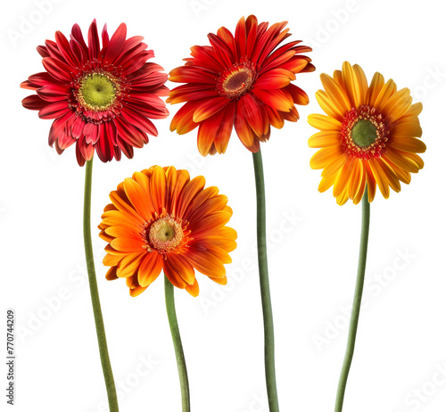 Colorful Gerbera daisies arrangement png on transparent background