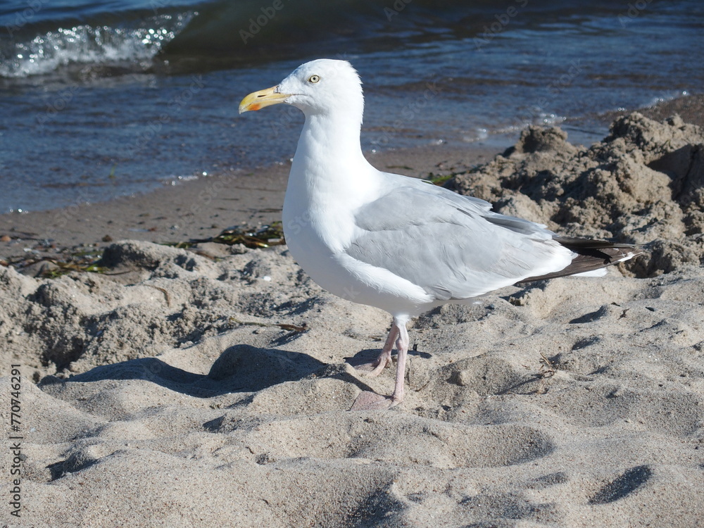 Fototapeta premium Möwen am Strand