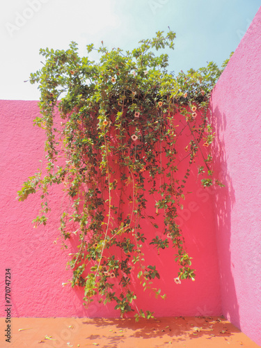 Tree on the pink wall photo