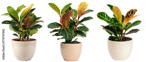 Collection of croton plant displayed in simple ceramic pot transparent background