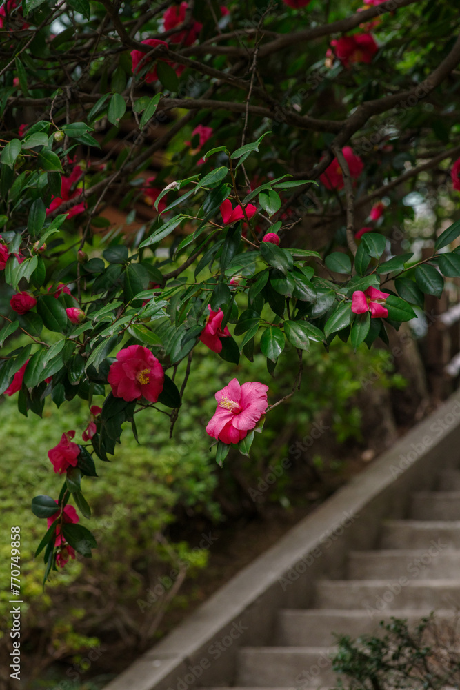 紀尾井町に咲く美しいツバキ