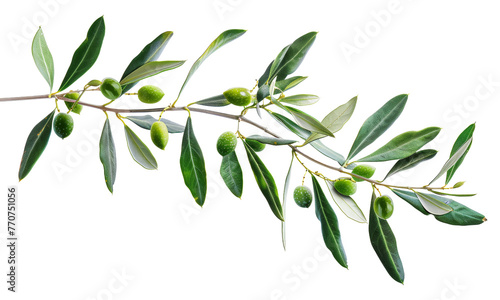 Olive branch with ripe olives png on transparent background photo