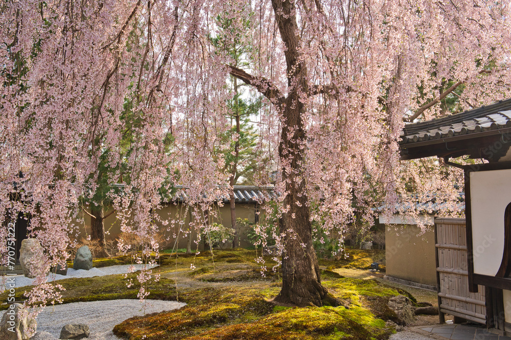 京都の寺にある桜