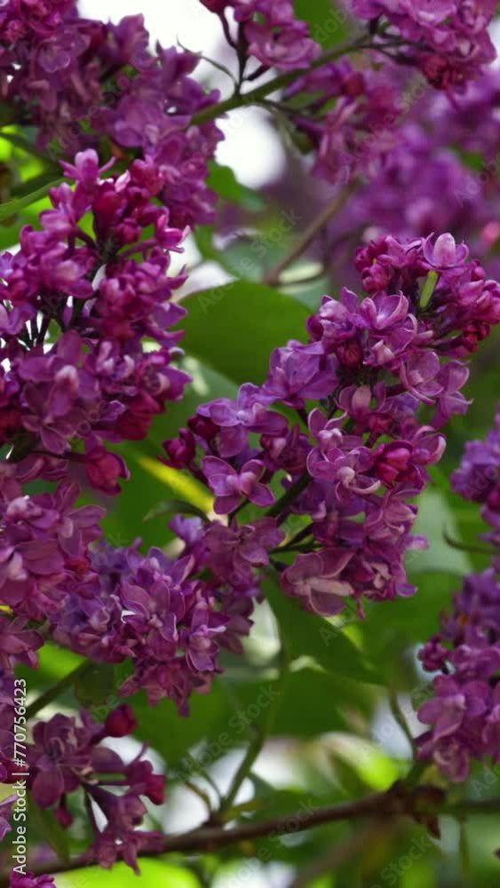 Bunches Of Purple Lilacs Sway In The Wind In Spring. Vertical Bunches Of Purple Lilacs Sway In The Wind In Spring. Vertical
