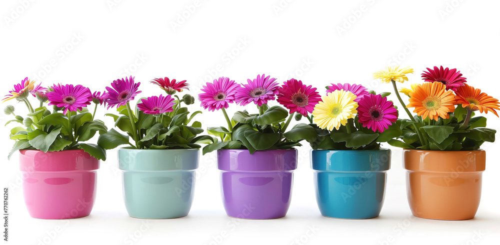  Colorful potted tulips flower in a row in pots