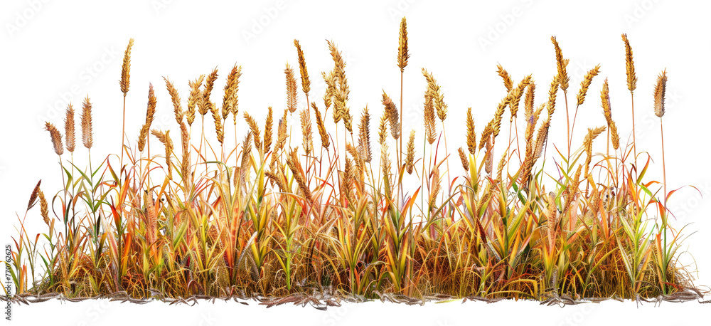 Golden wheat field ready for harvest with full roots on show png on transparent background - obrazy, fototapety, plakaty 