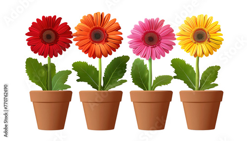 Set of Colorful Flowers Gerbera Daisies in Pots on PNG Transparent Background.