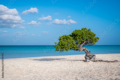 Schilderij op canvas Fofoti tree (Divi Divi or Watapana tree) on Eagle Beach, Aruba's natural compass
