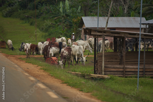 Cows besides a road in Central Africa