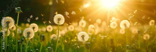 Panel kuchenny z motywem Spring field with dandelion and pollen flying in air in allergic season.