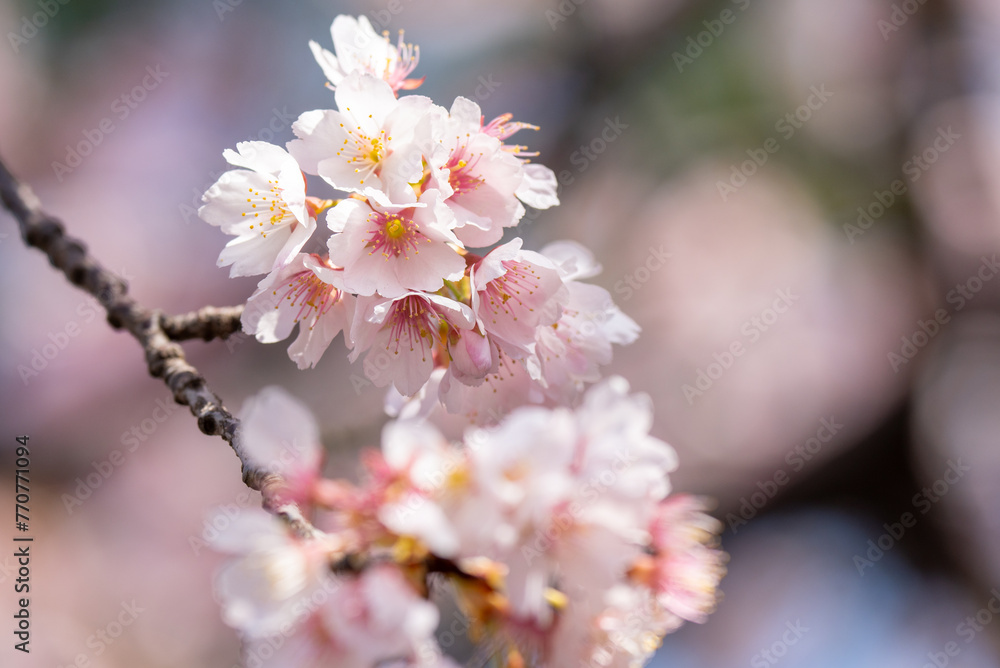 Pink cherry blossom(Cherry blossom, Japanese flowering cherry) on the Sakura tree. Sakura flowers are representative of Japanese flowers. The main part of the winter pass. I love everyone.