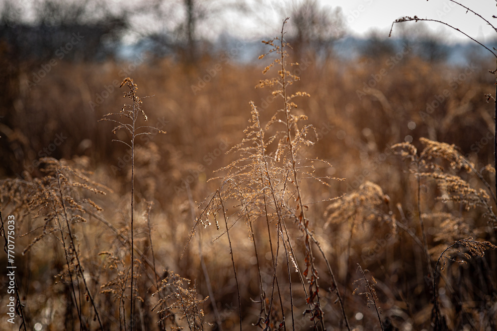 Obraz premium blur autumn high grass