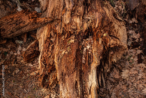 close up of old rotten oak texture