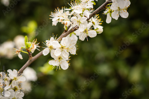 Frühlingsblüten am Baum