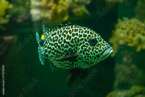 Harlequin sweetlips (Plectorhinchus chaetodonoides) is a marine fish native to tropical Indo-Pacific Ocean. photo