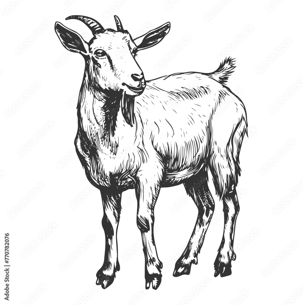 Hand-drawn vector monochrome illustration of a goat isolated. Hand-drawn vector monochrome illustration of a goat isolated.
