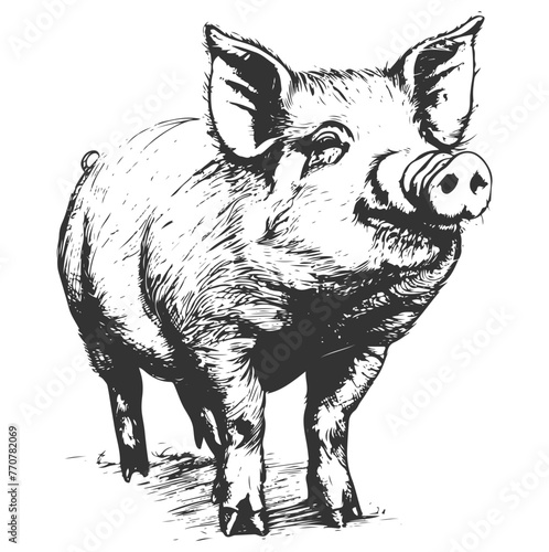 Hand-drawn vector monochrome illustration of a pig isolated.