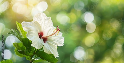 White Hibiscus Flower with Blurred Garden Backdrop