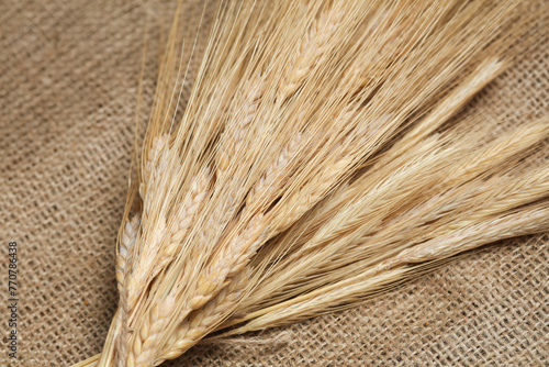 Spikelets of wheat and rye on burlap background