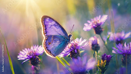 Farfalla viola su fiori bianchi selvatici viola , farfalla nell'erba sotto i raggi del sole, stile immagine macro © garpinina