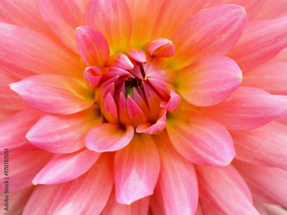 A closeup of a pinkdahlia A closeup of a pinkdahlia