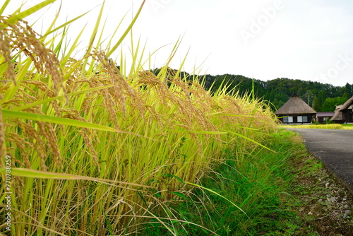 高柳荻ノ島かやぶき環状集落（新潟県） photo