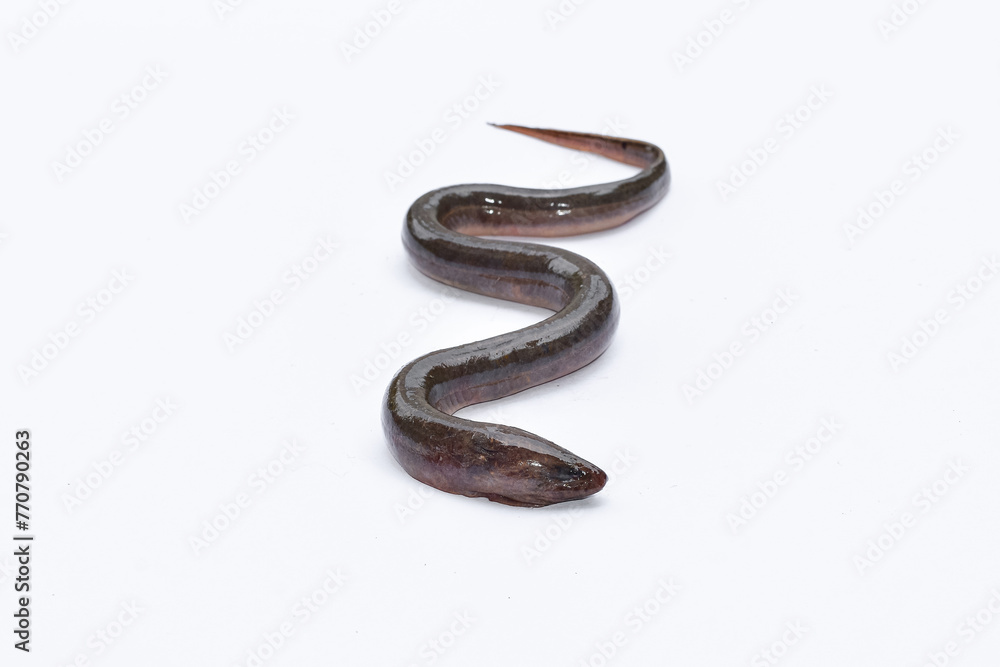 Eel on isolated white background Eel on isolated white background